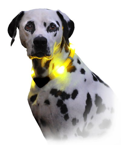 świecąca obroża LEUCHTIE Premium dla psów Dalmatiner